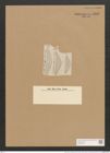 Cymbella cistula var. maculata (Kuetz.) Grun. (de-Toni-Nr.: Genus 33, Species 1441) Zeichnungen Sammlung Grunow Nr. 2762 (NHMW-BOT-W0370033)